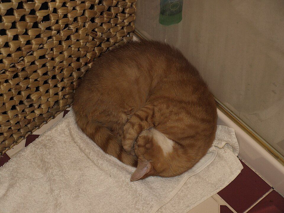 A ginger cat curled up asleep on a folded white towel.